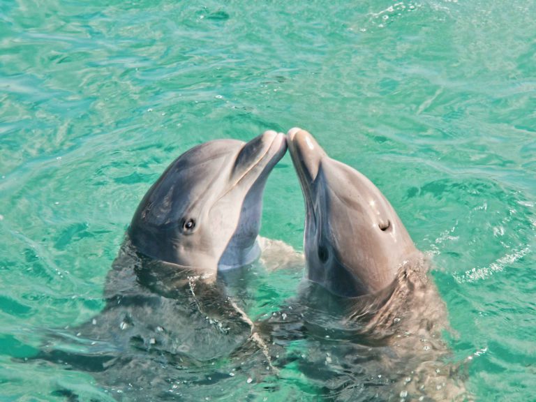 Do Dolphins Have Names