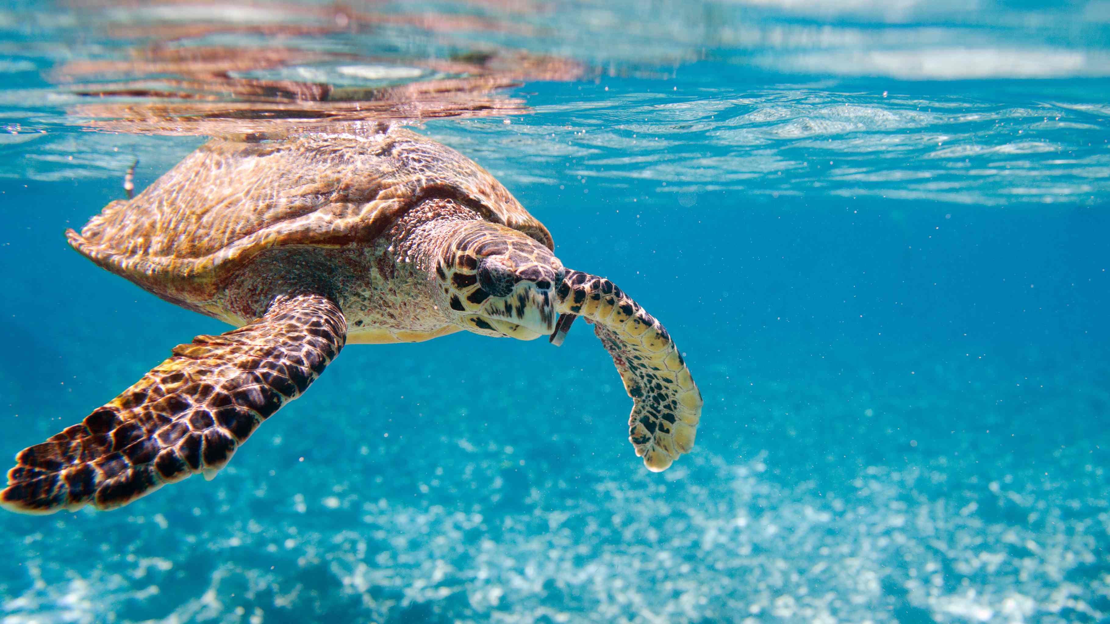 what green sea turtles eat