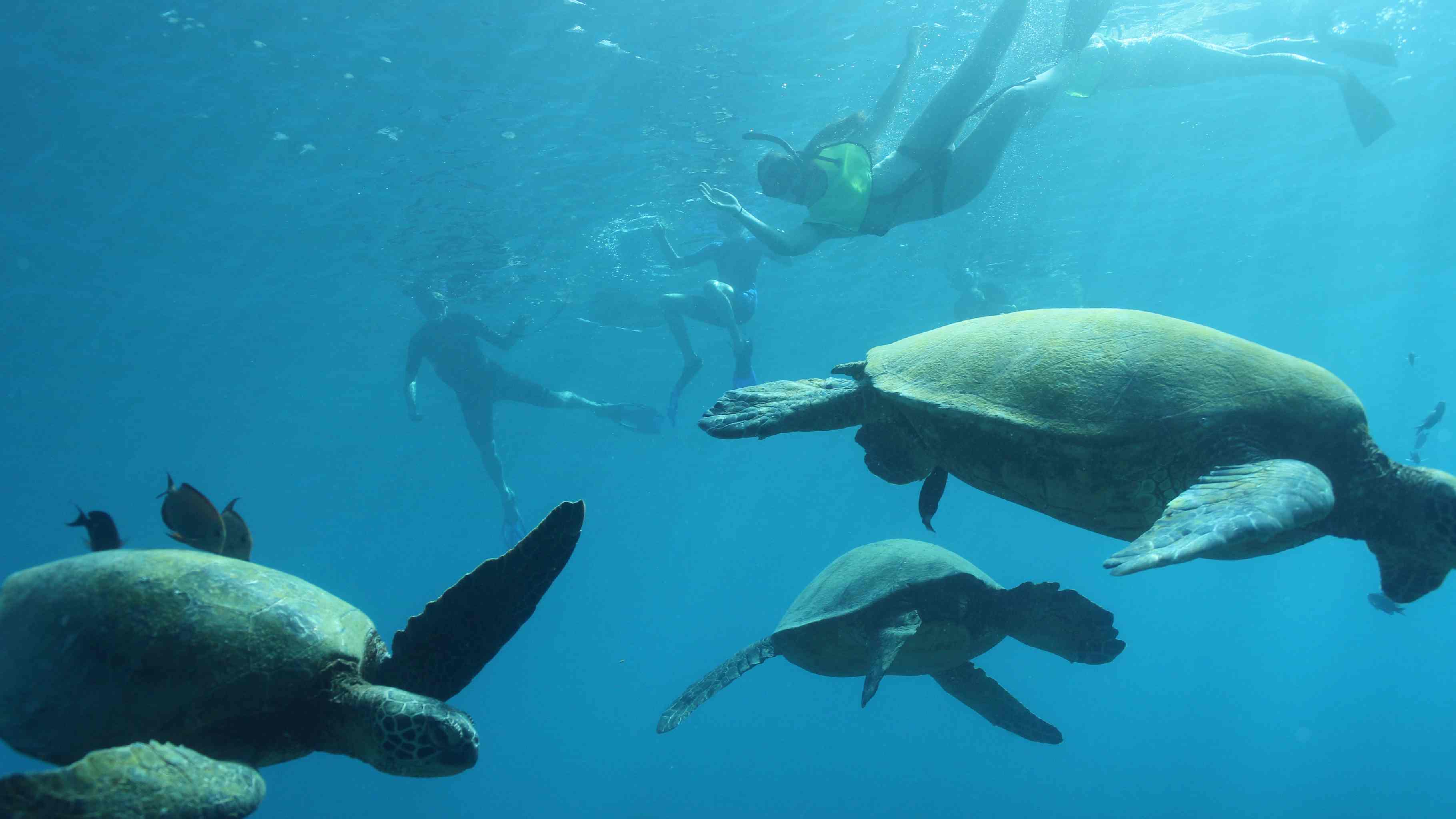 waikiki turtle snorkeing