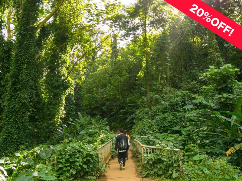 Discounted Manoa Falls hiking