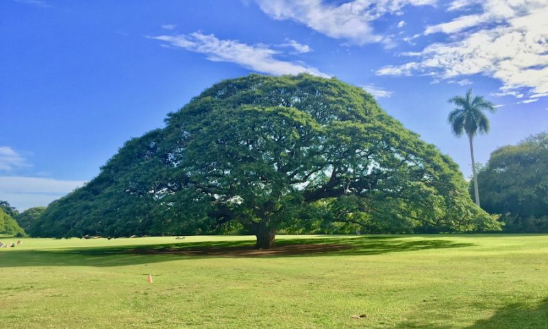 この木なんの木気になる木