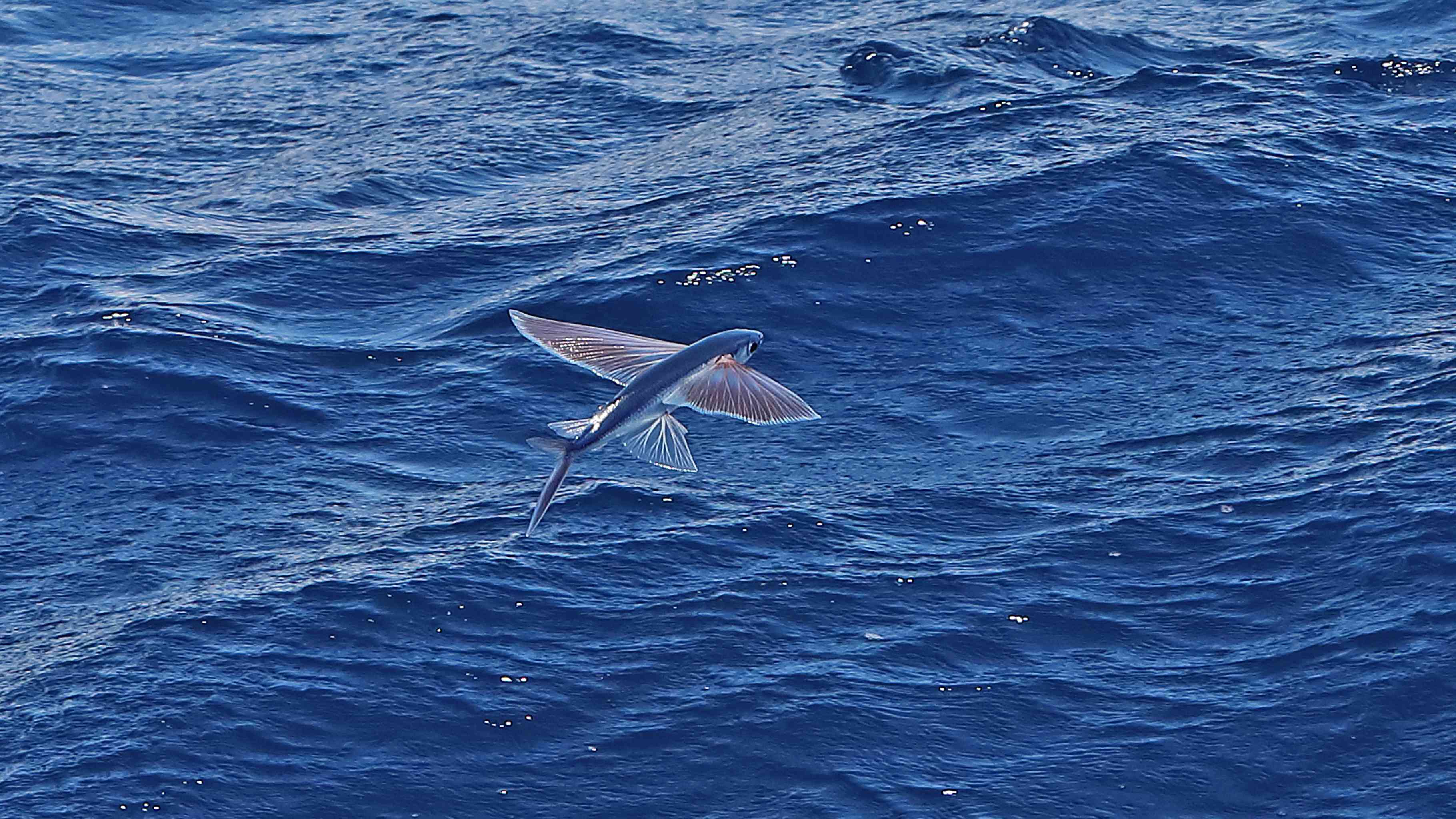 flying fish gliding above ocean surface