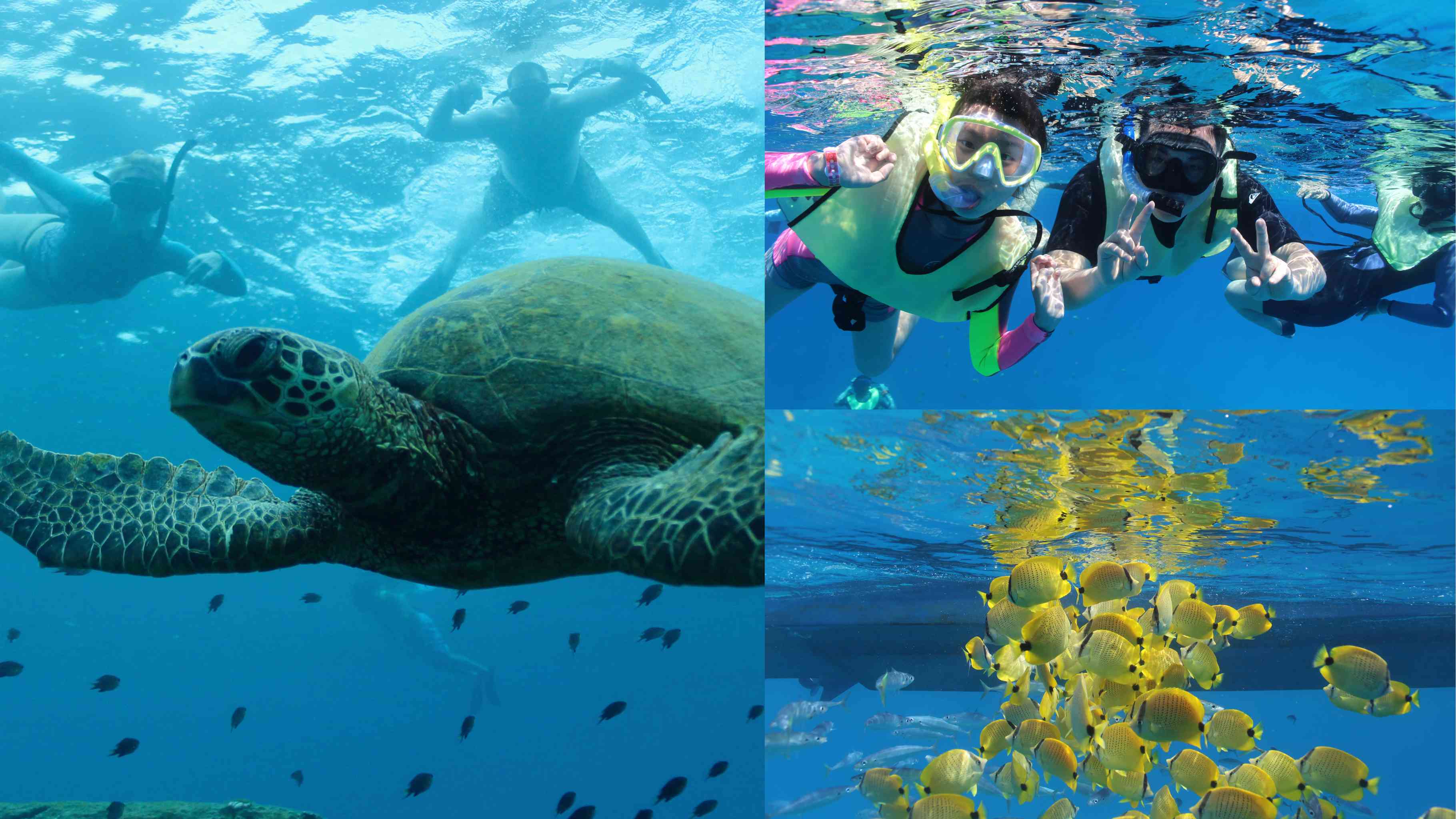 Turtles and You Waikiki - Turtle Canyon snorkeling tour for beginners