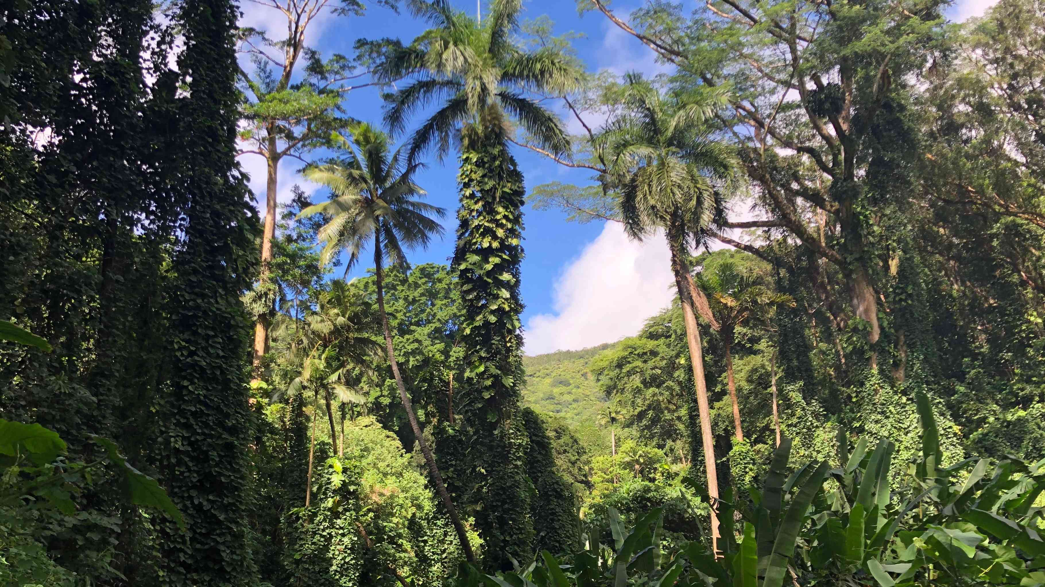 Manoa Valley Hike