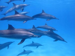 dolphin hawaiian