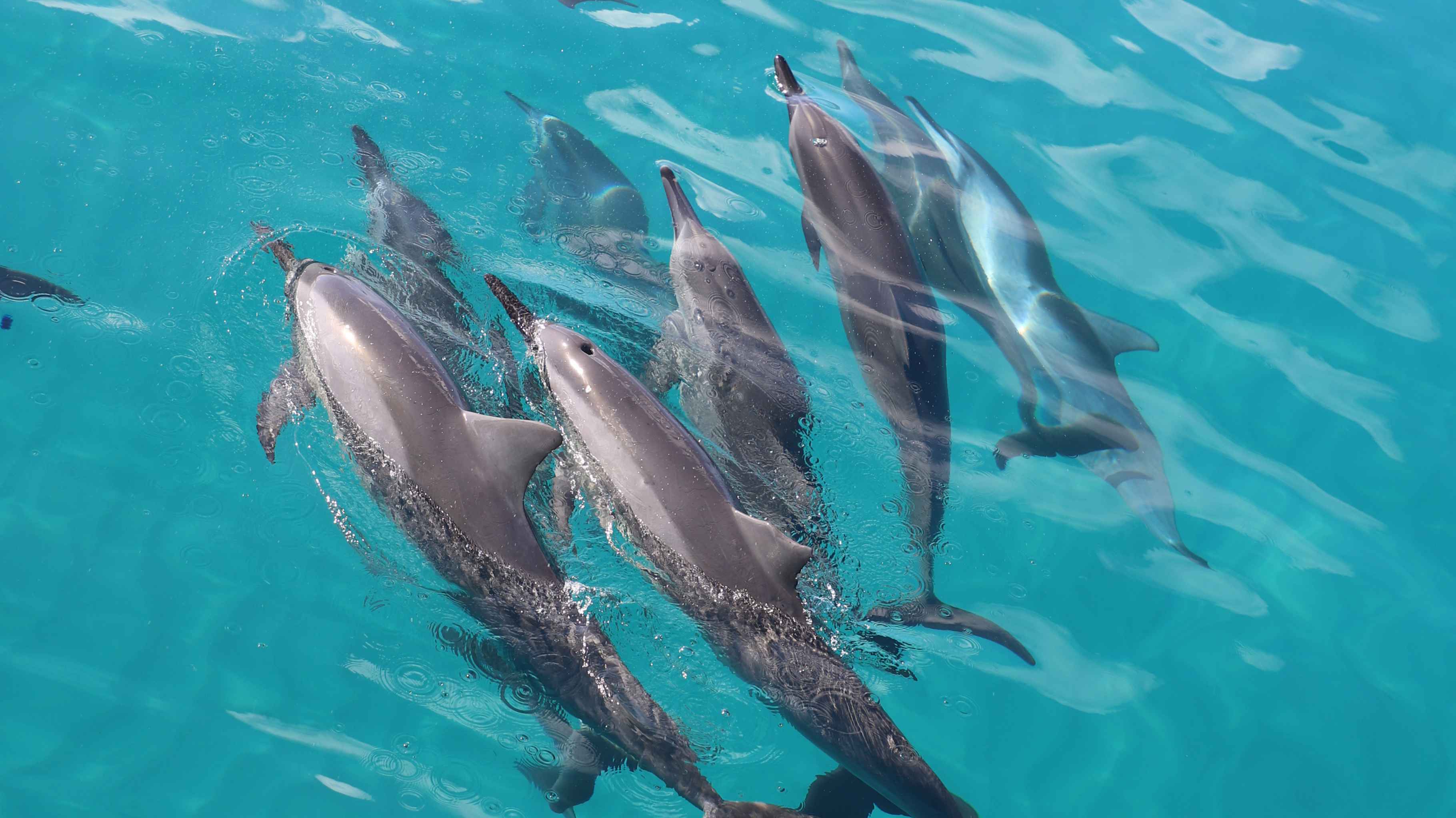 Dolphins and You Oahu tour with Hawaiian spinner dolphins