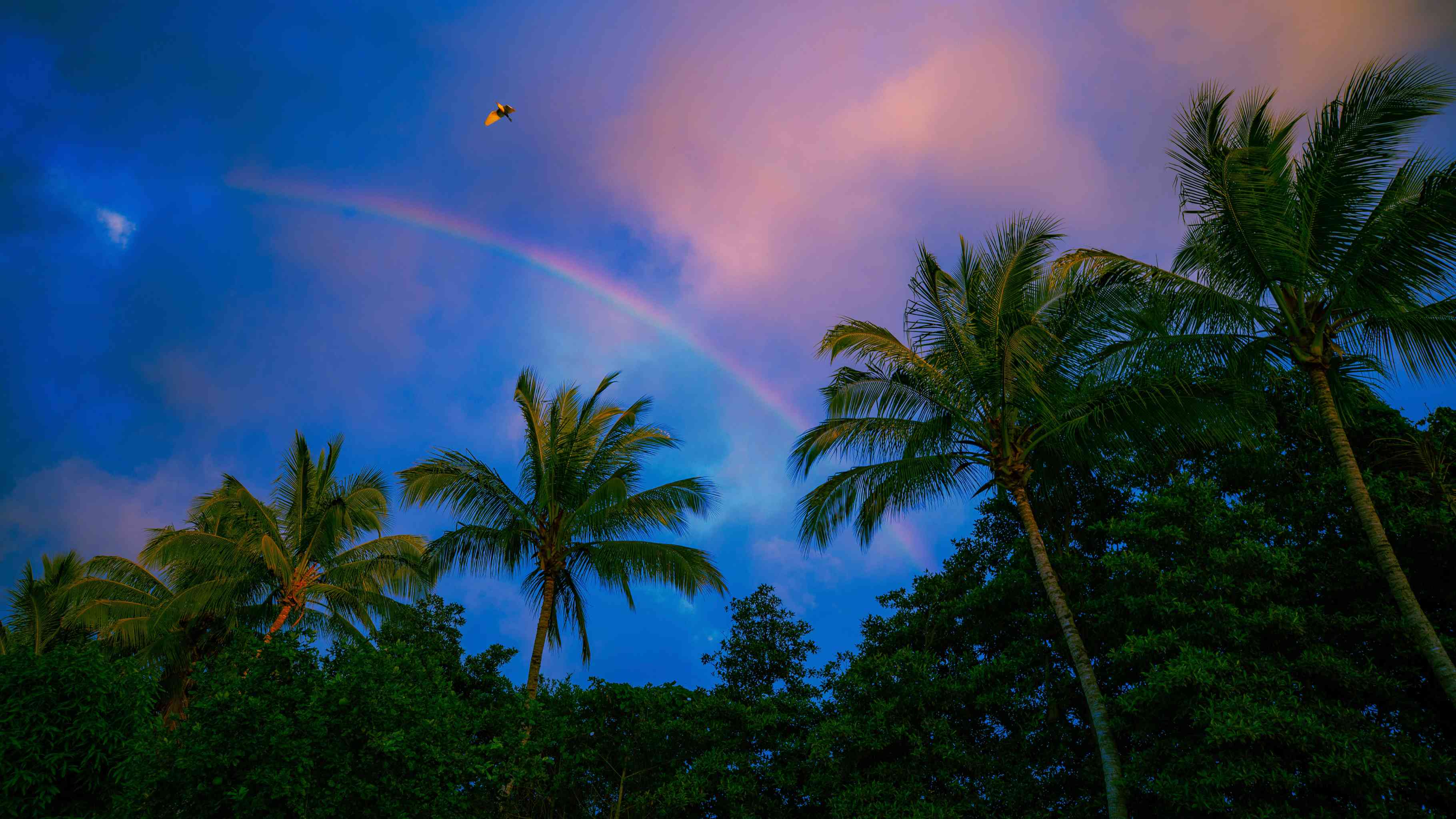 oahu rainbow