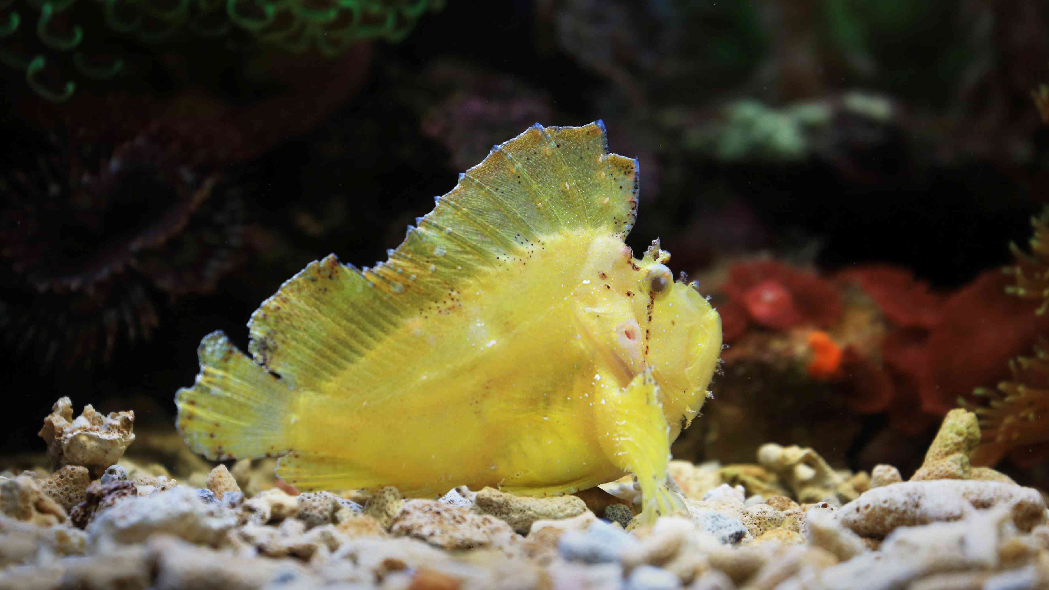 Weirdest sea creatures Hawaii - leaf scorpionfish camouflage on coral