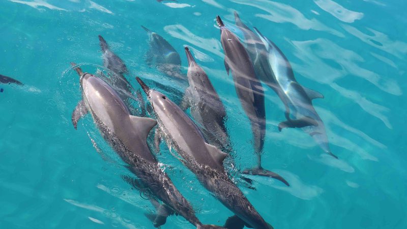 oahu dolphin watching