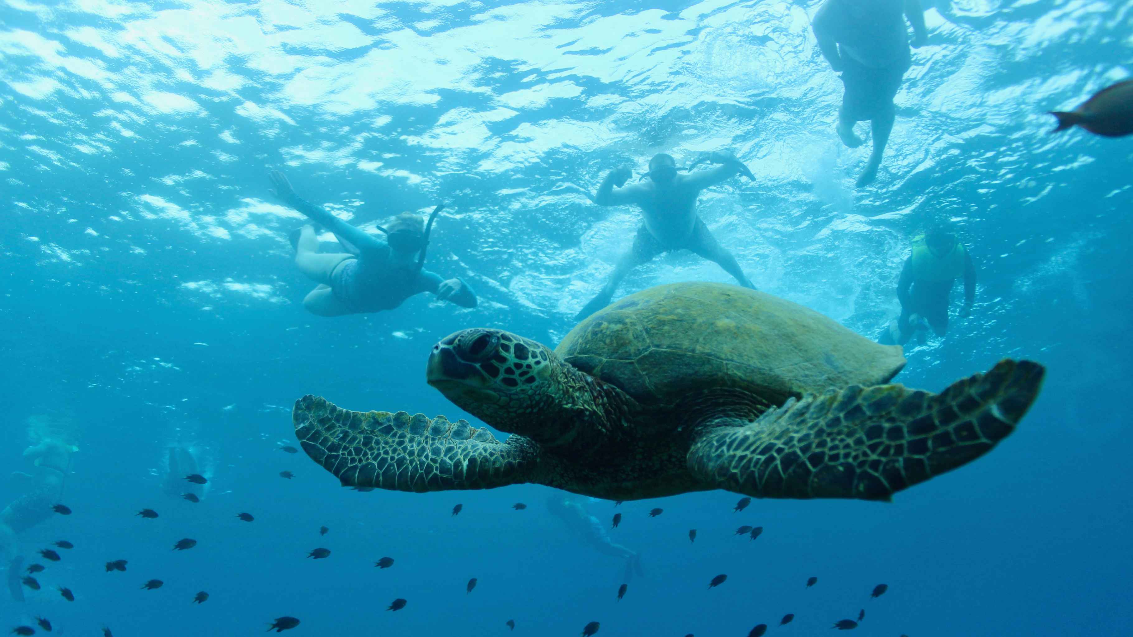 Turtles and You Waikiki snorkeling with Hawaiian green sea turtle