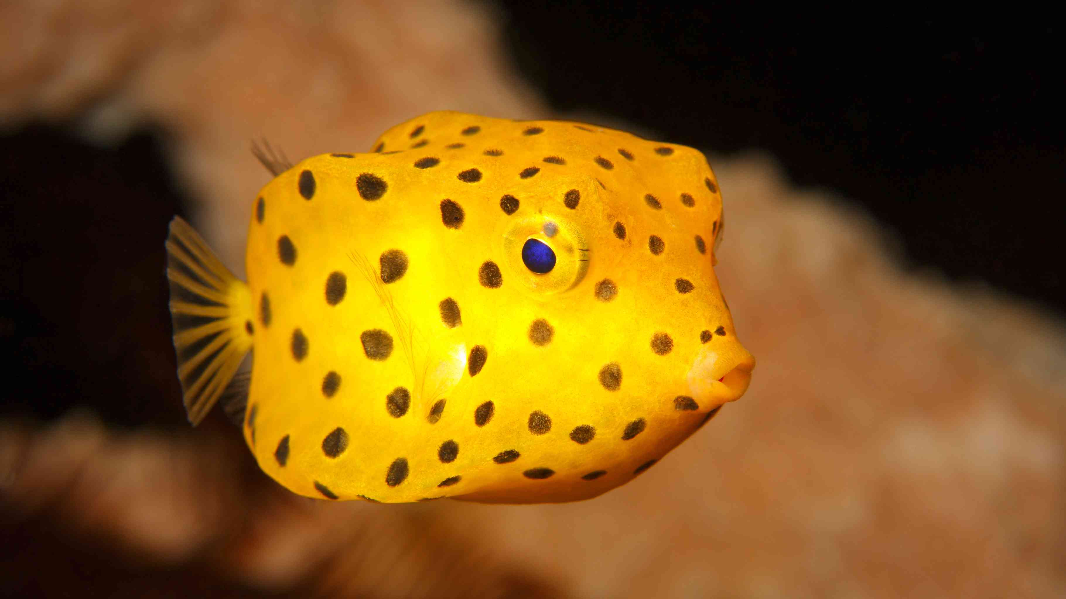Weirdest sea creatures Hawaii - yellow boxfish with polka dots