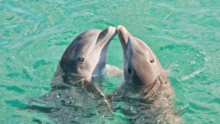 Do Dolphins Have Names