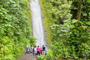 Manoa Falls Hike Guide: Trails, Tips, & What to Expect on Oahu