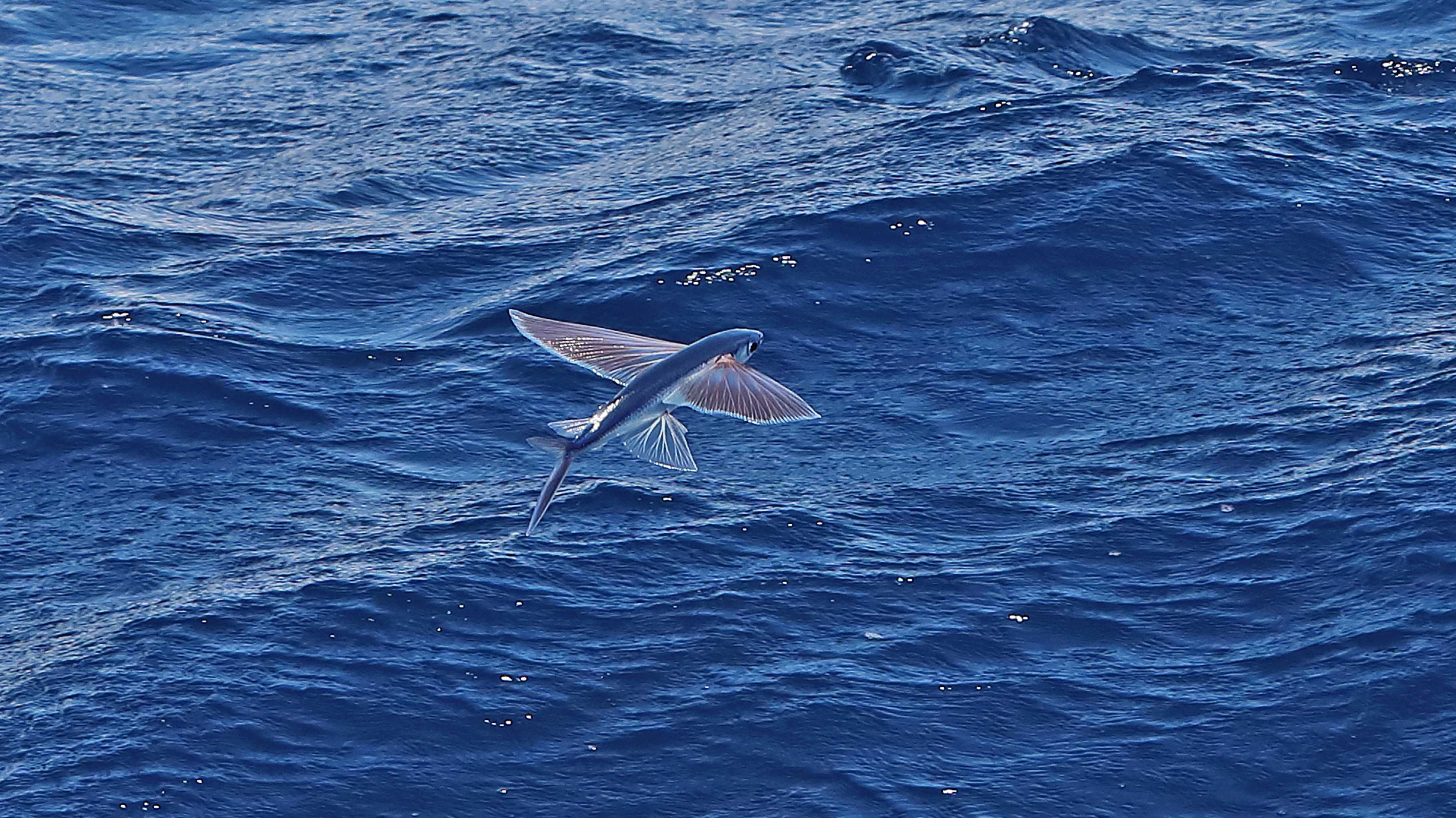 flying fish gliding above ocean surface