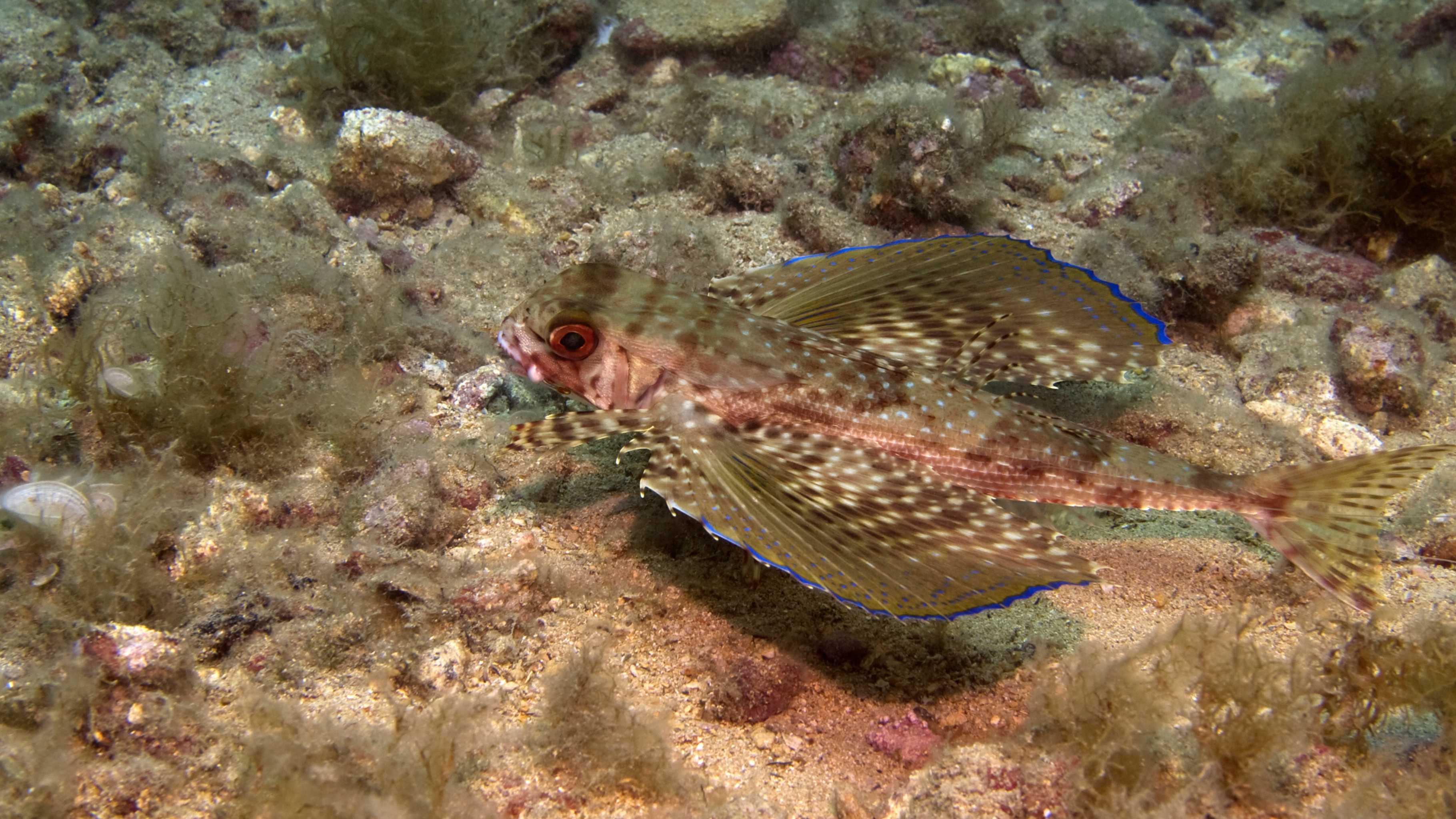 Weirdest sea creatures Hawaii - flying gurnard with wing-like fins