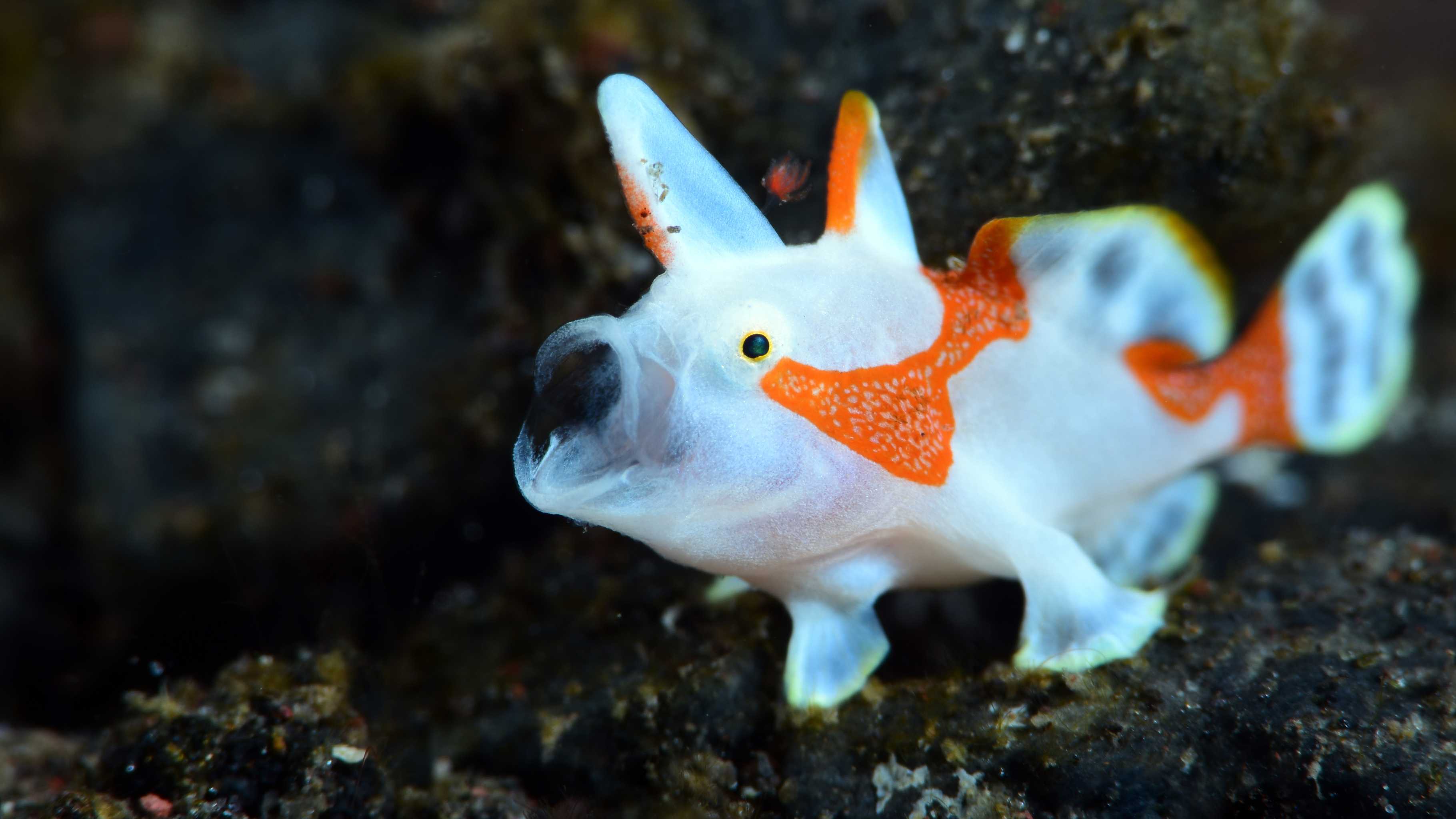 Weirdest sea creatures Hawaii - frogfish blending with coral and walking on fins