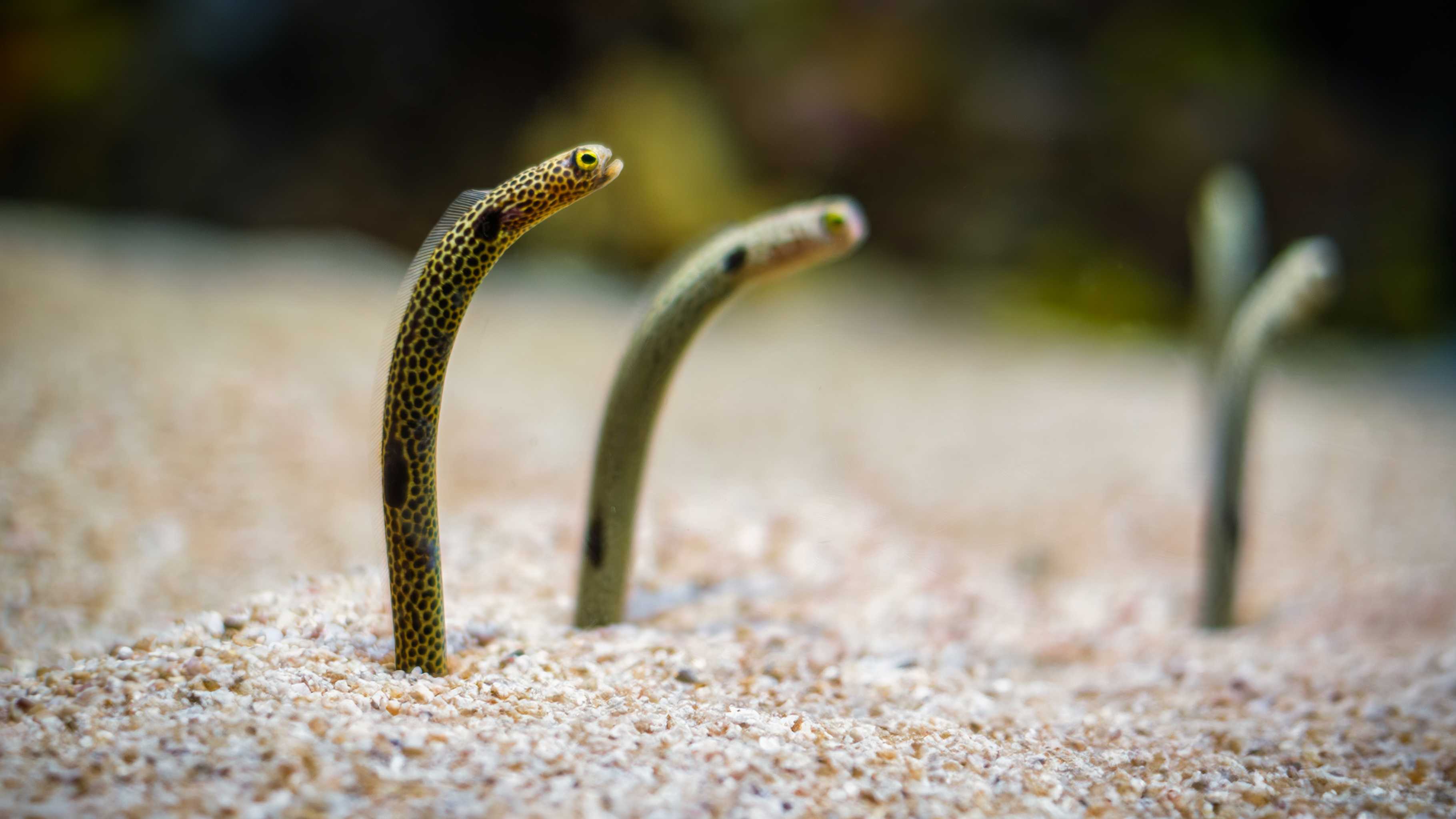 Weirdest sea creatures Hawaii - garden eels poking from sand like grass