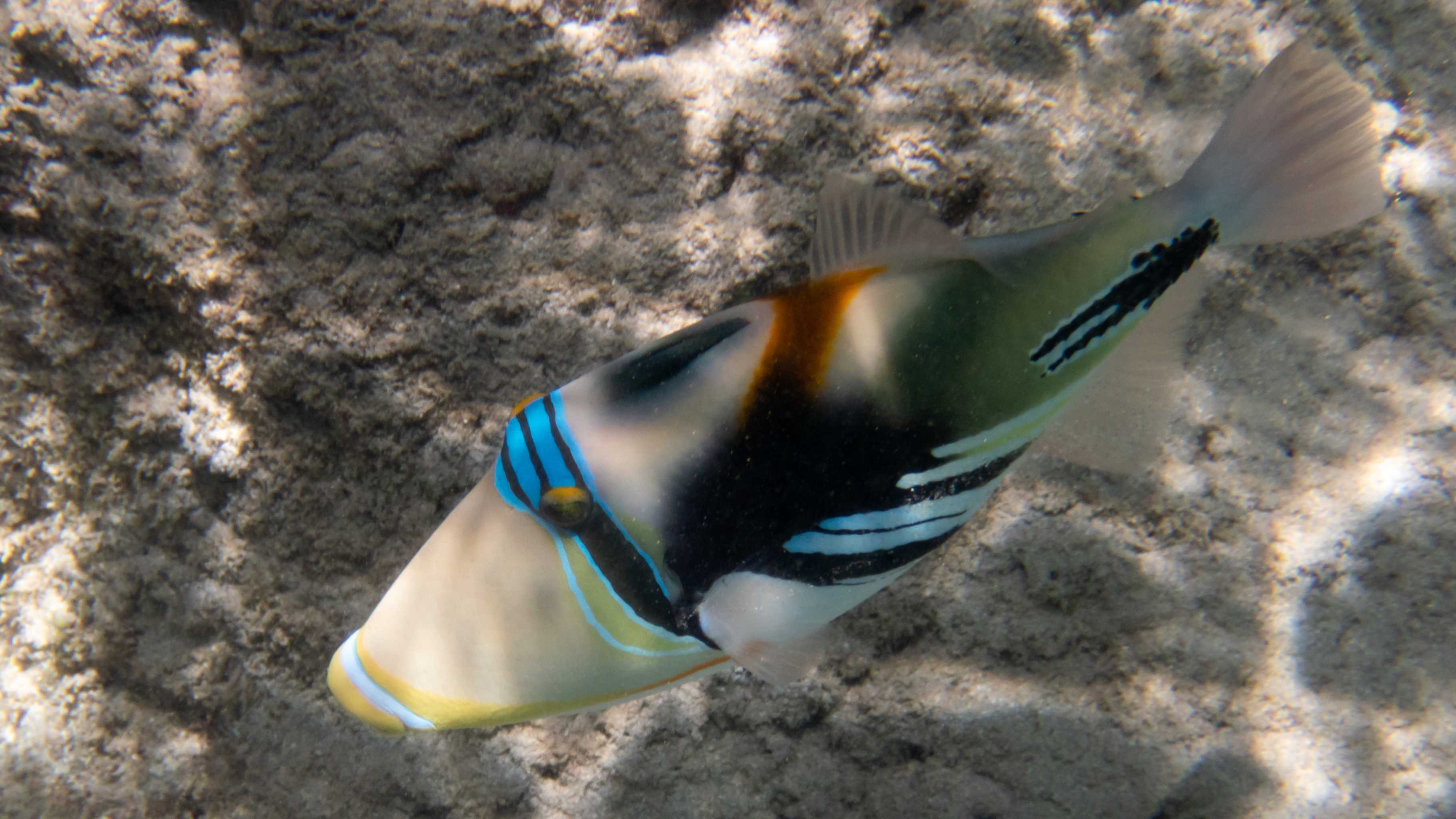 Weirdest sea creatures Hawaii - humuhumunukunukuāpuaʻa reef triggerfish