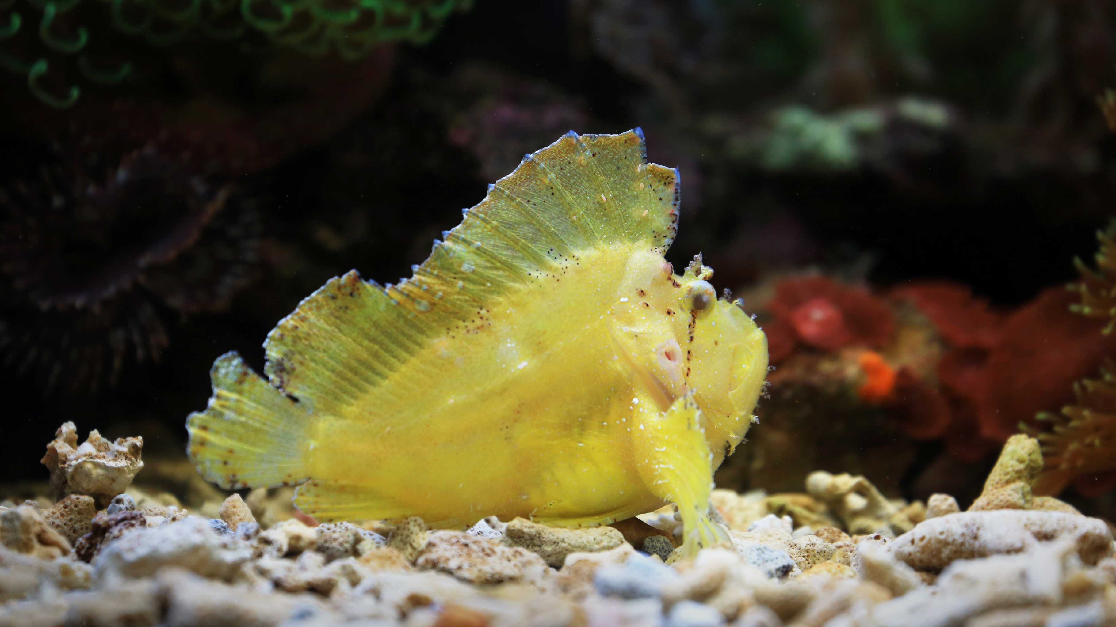 Weirdest sea creatures Hawaii - leaf scorpionfish camouflage on coral
