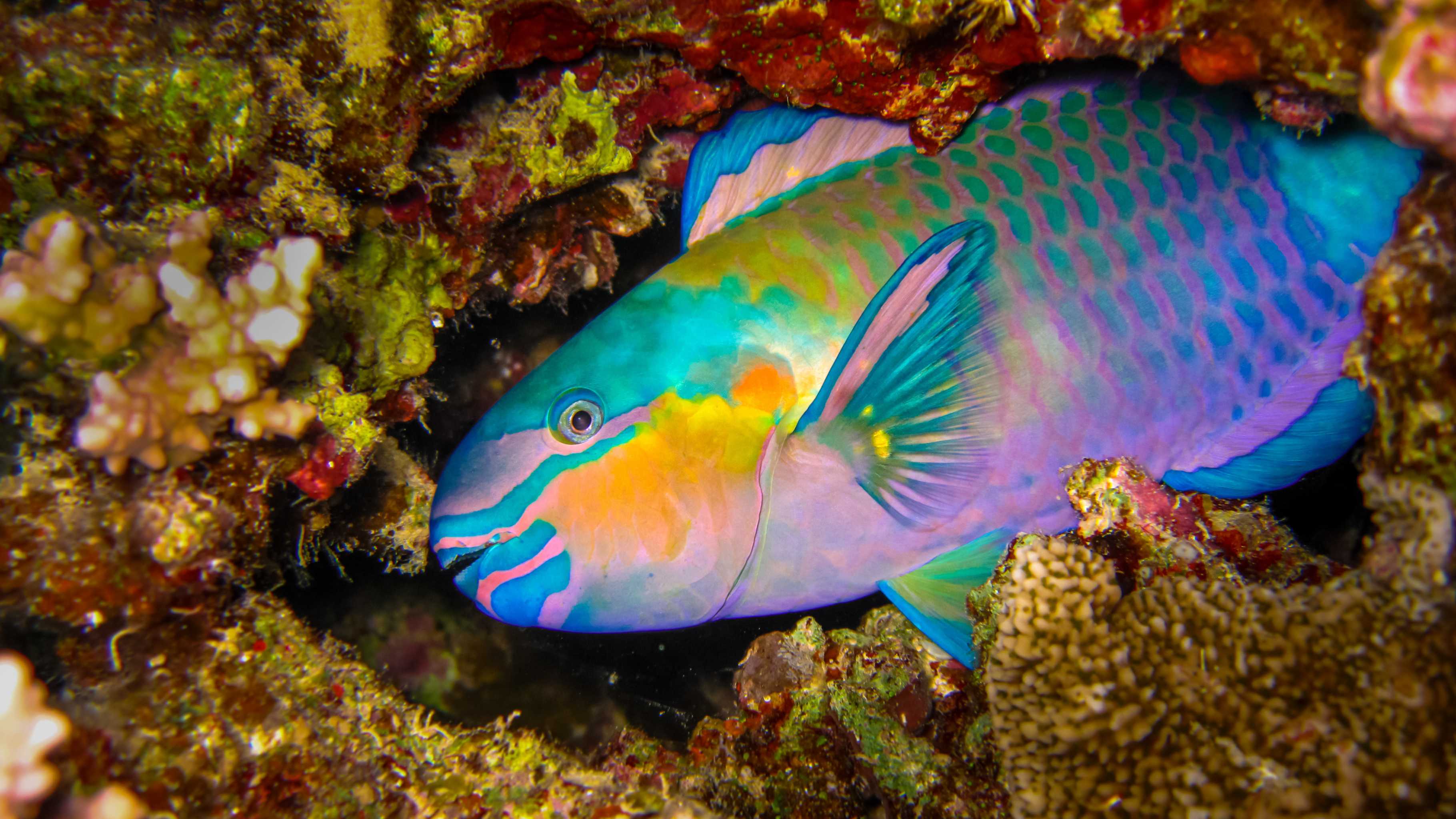 parrotfish scraping coral with beak mouth