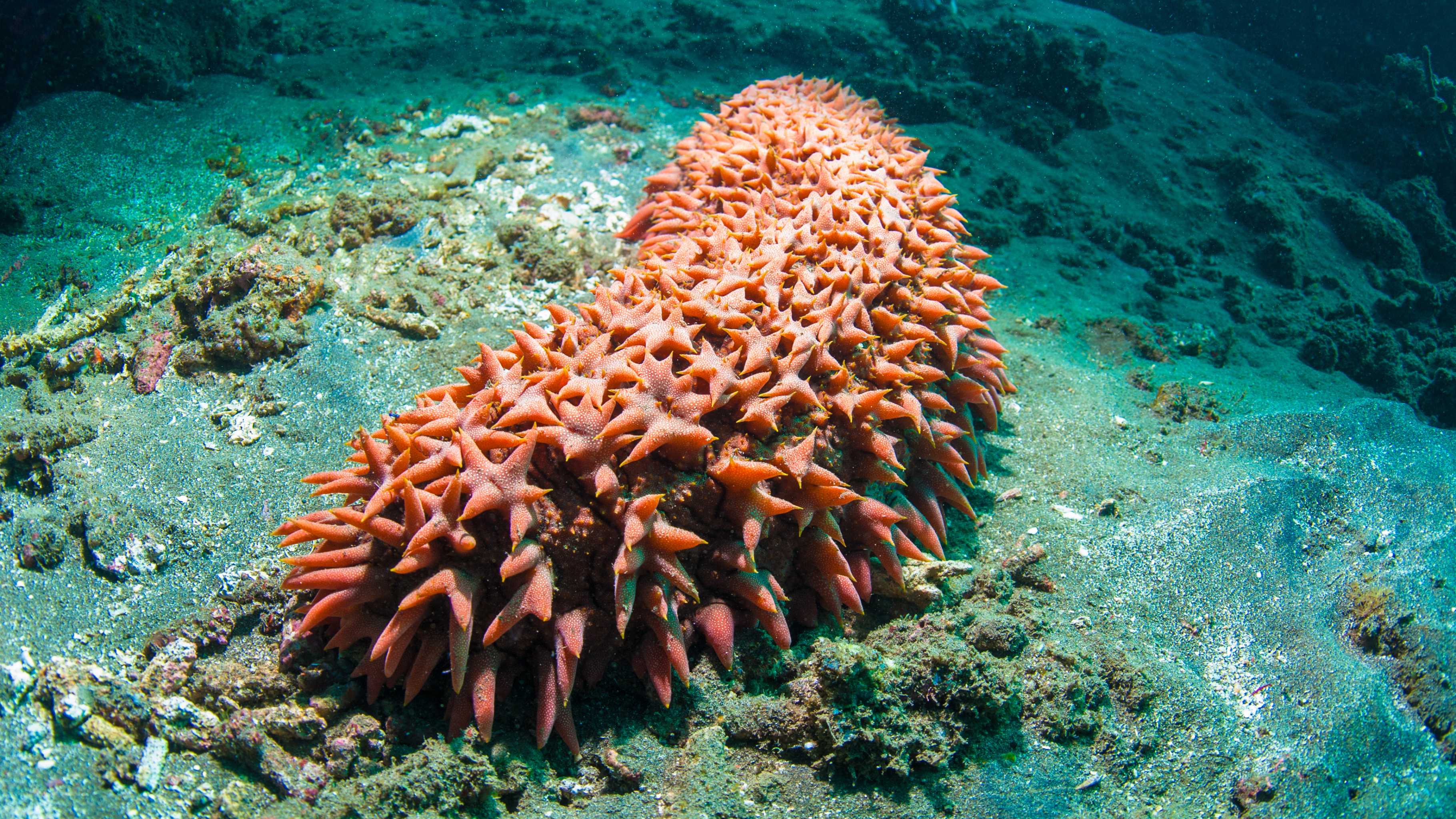 sea cucumber crawling on ocean floor