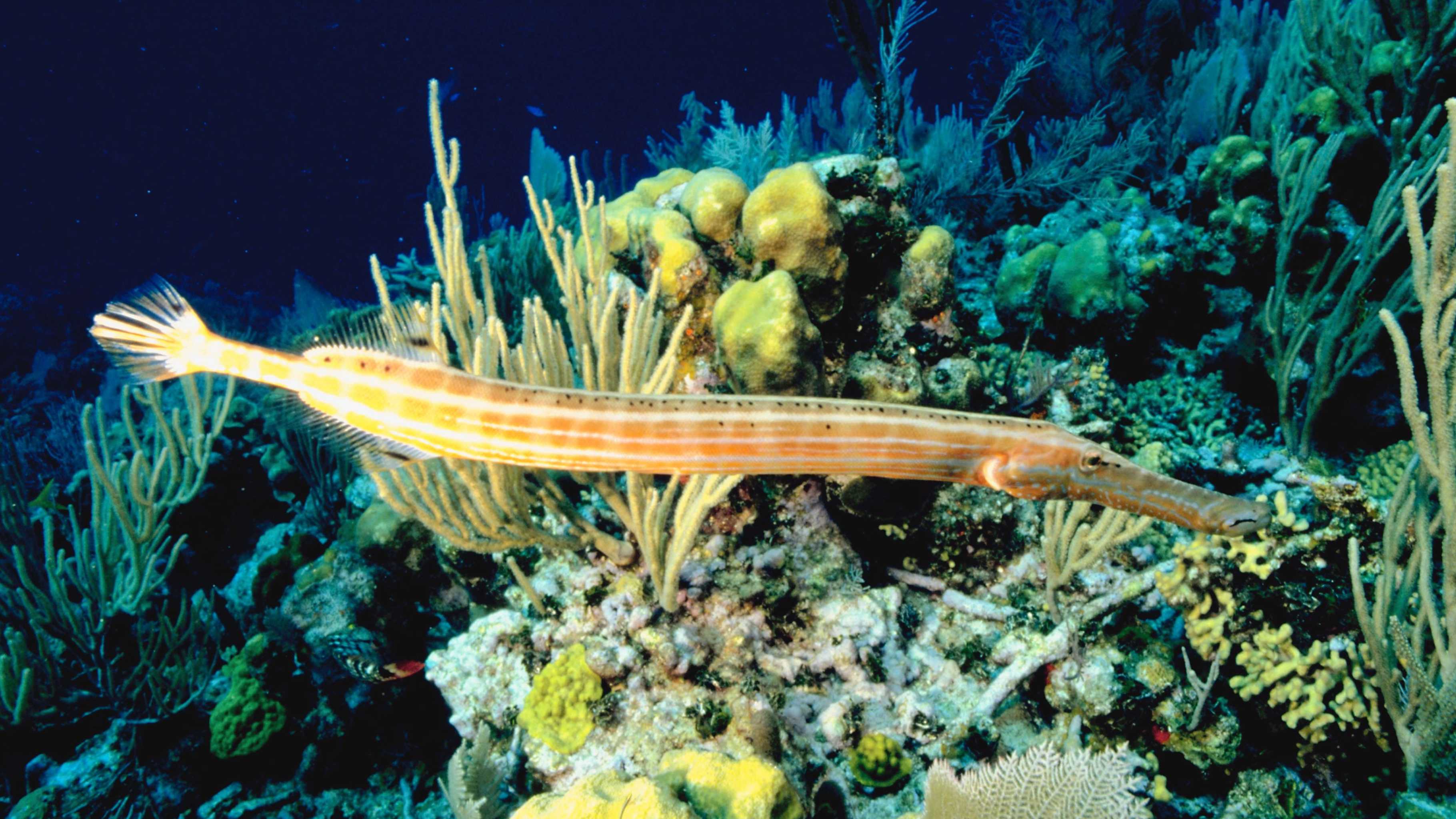 Weirdest sea creatures Hawaii - trumpetfish swimming vertically