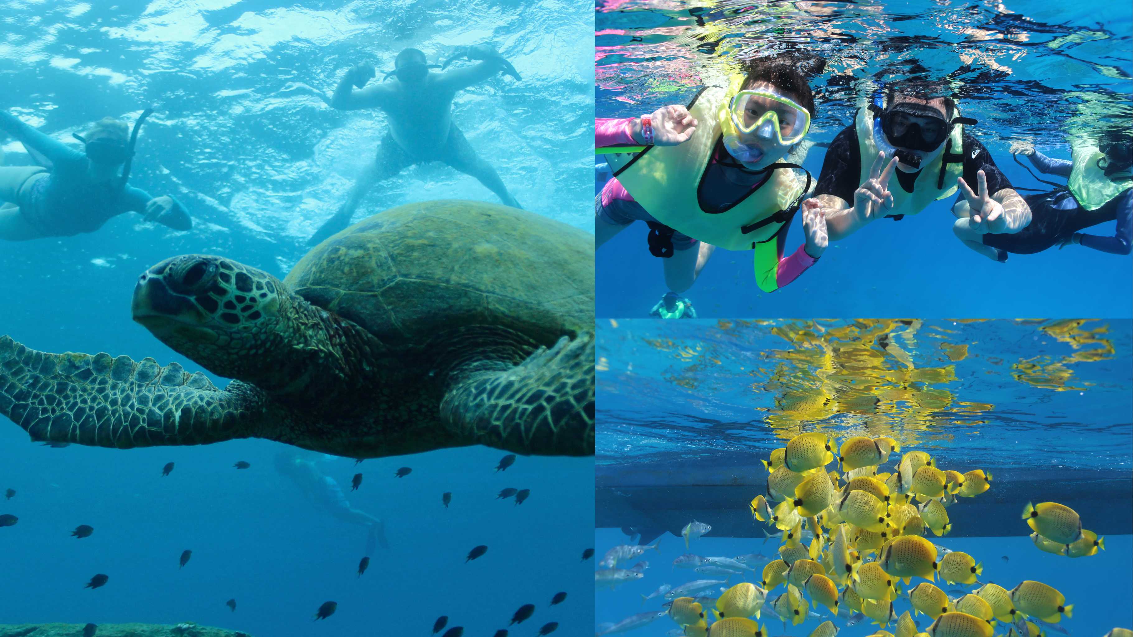 Turtles and You Waikiki - Turtle Canyon snorkeling tour for beginners