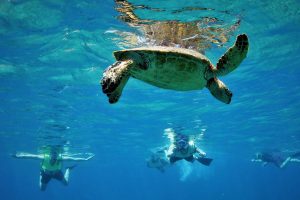 10 Weirdest Sea Creatures You Might Meet in Hawaii