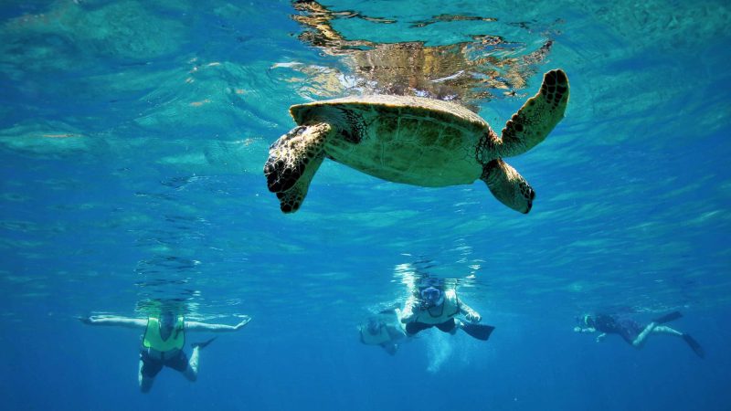 10 weirdest sea creatures in Hawaii - snorkeling adventures in Oahu
