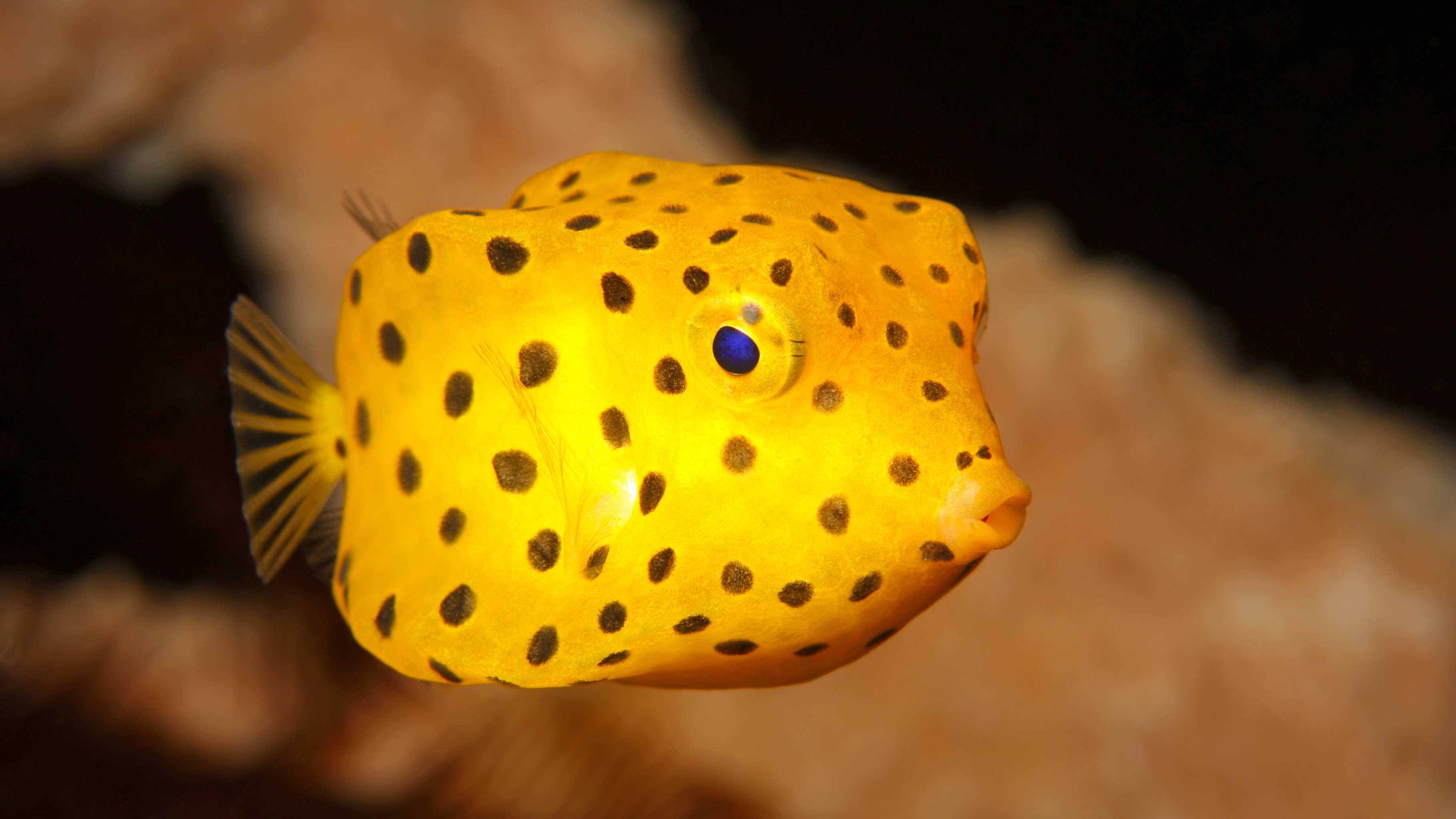Weirdest sea creatures Hawaii - yellow boxfish with polka dots