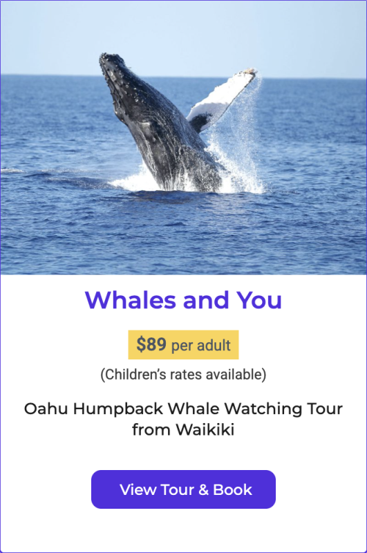Oahu Whale Watching tour