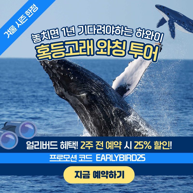 하와이 혹등고래 와칭 투어