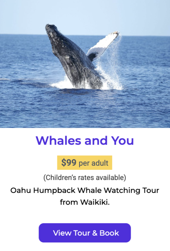 Oahu Whale watching tour