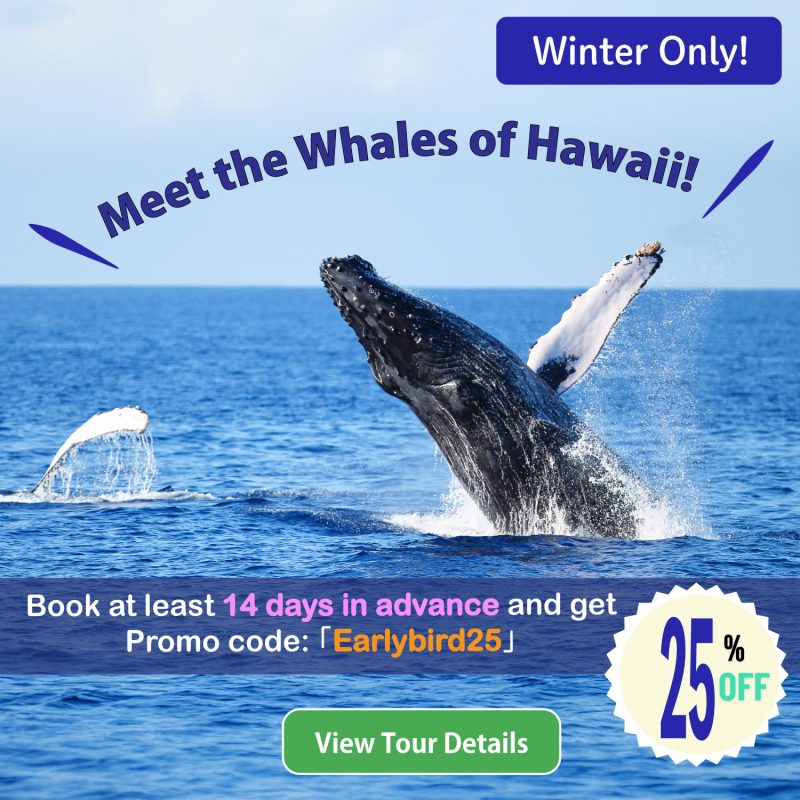 Hawaii discounted Whale watching tour