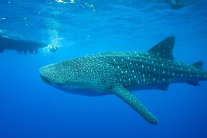 Whale Sharks Exist in Hawaii – And We Just Saw One!
