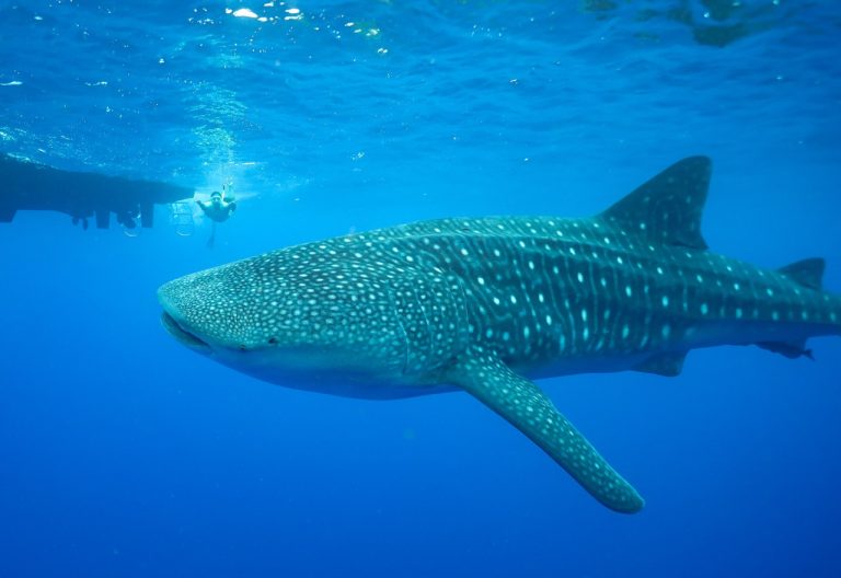 whale shark hawaii