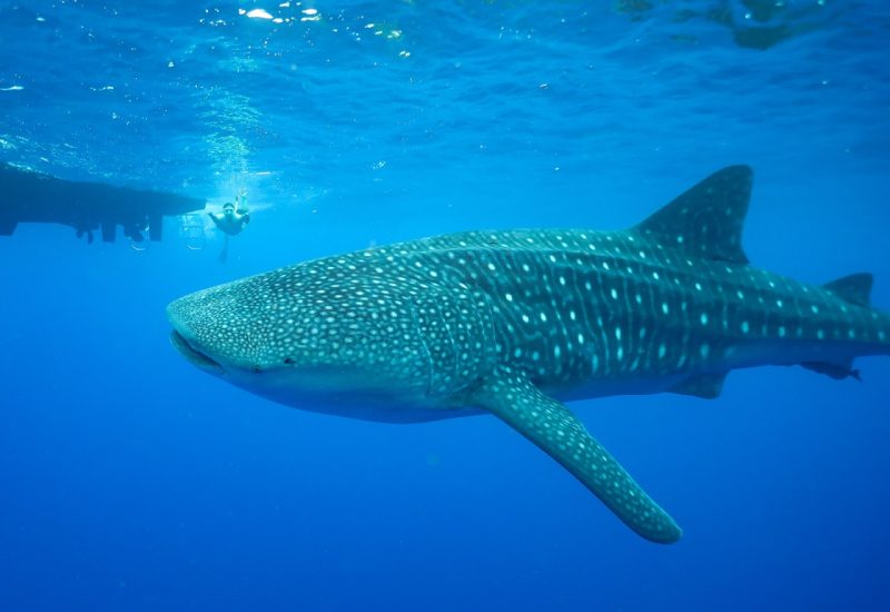 whale shark hawaii