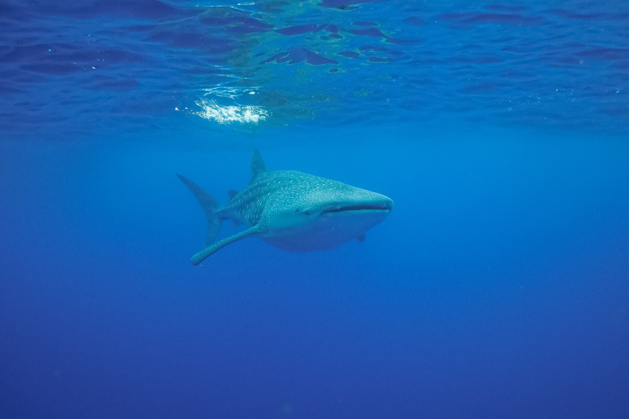 Whale Shark spotted
