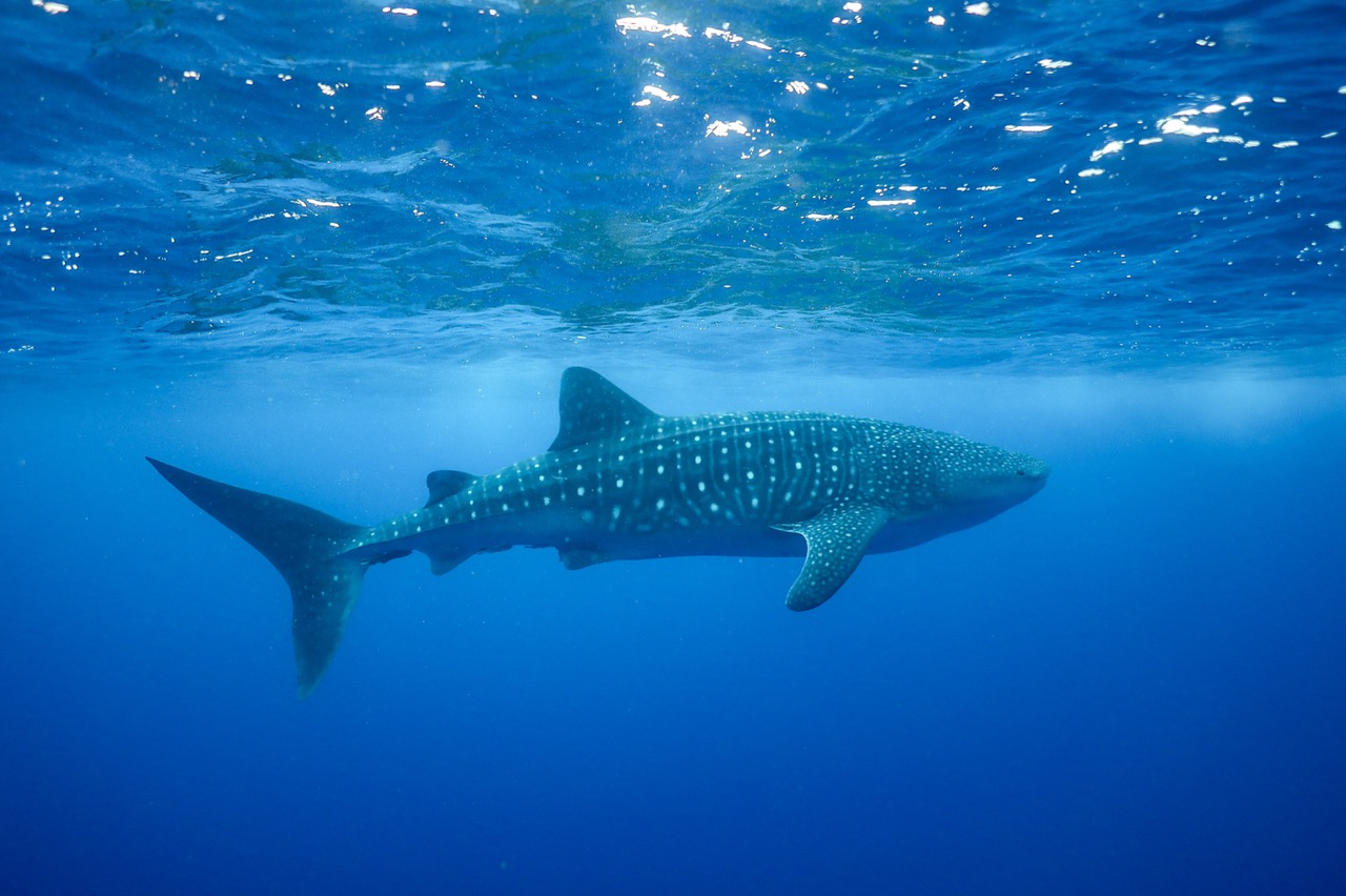 whale shark dolphins and you