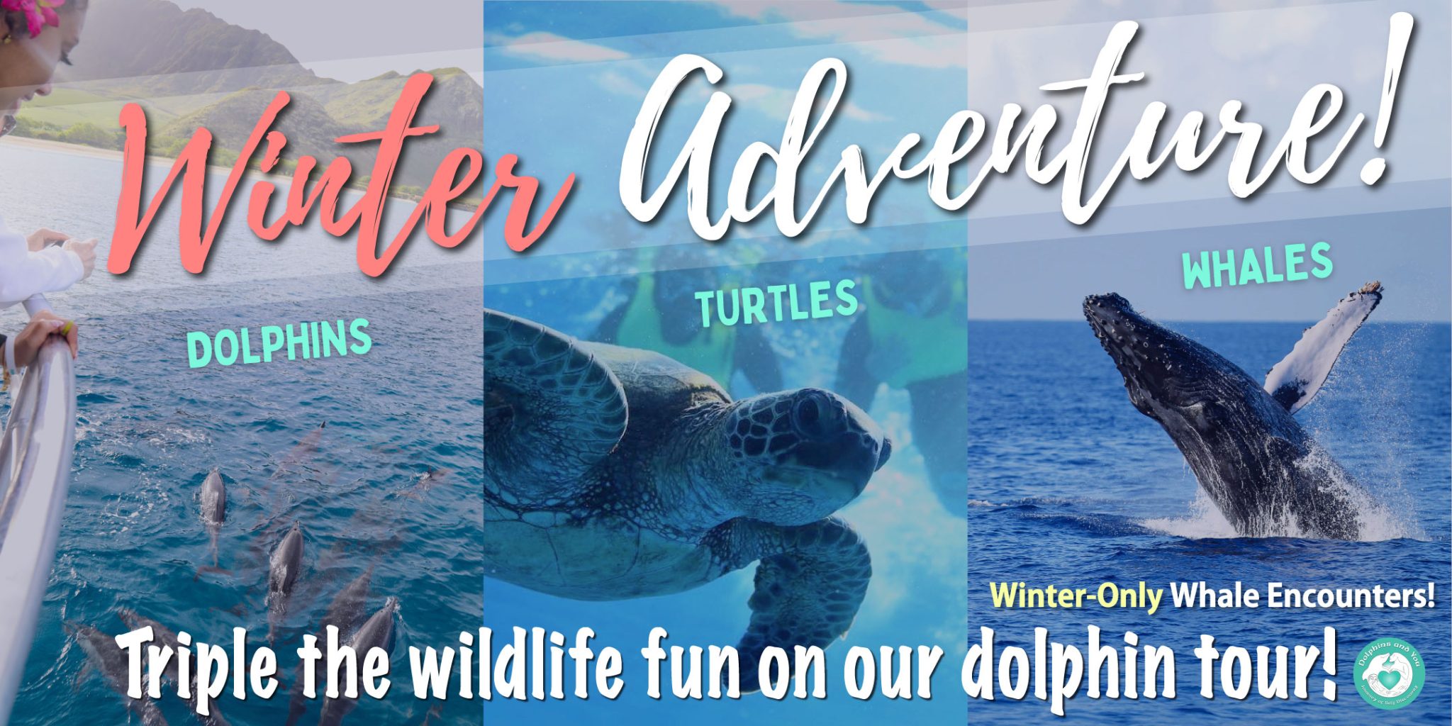 Meet dolphins, Whales, and Turtles in winter