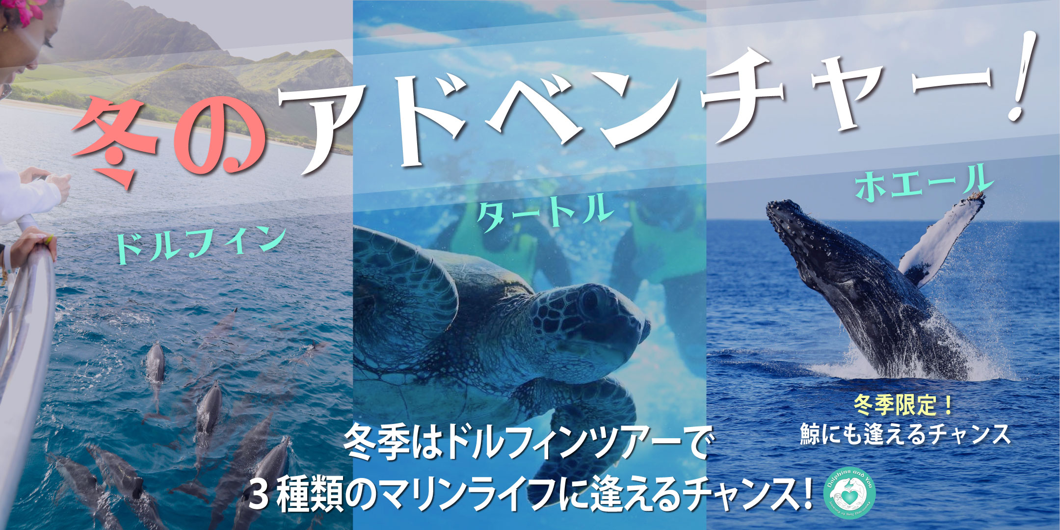 ハワイのイルカツアー｜冬はクジラも見られるドルフィン＆ユー