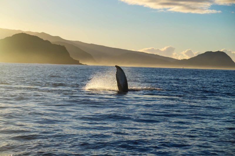 oahu whale watching
