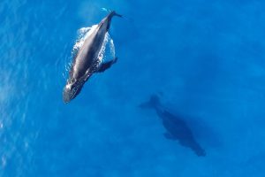 Whale Season is Ending Soon What You’ll Miss After March