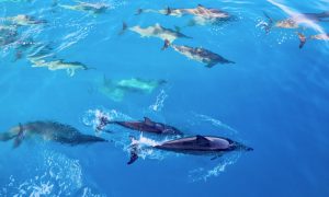 dolphins and you tour