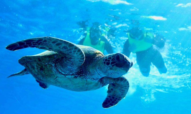 ハワイのウミガメ