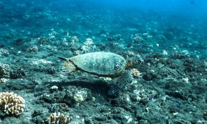 ハワイの海を泳ぐ海亀