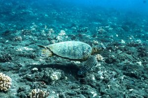【衝撃】ウミガメの性別は○○で決まる？オスメスの見分け方と地球温暖化の深刻なリスク