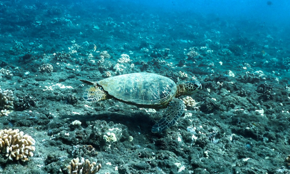 ハワイの海を泳ぐ海亀