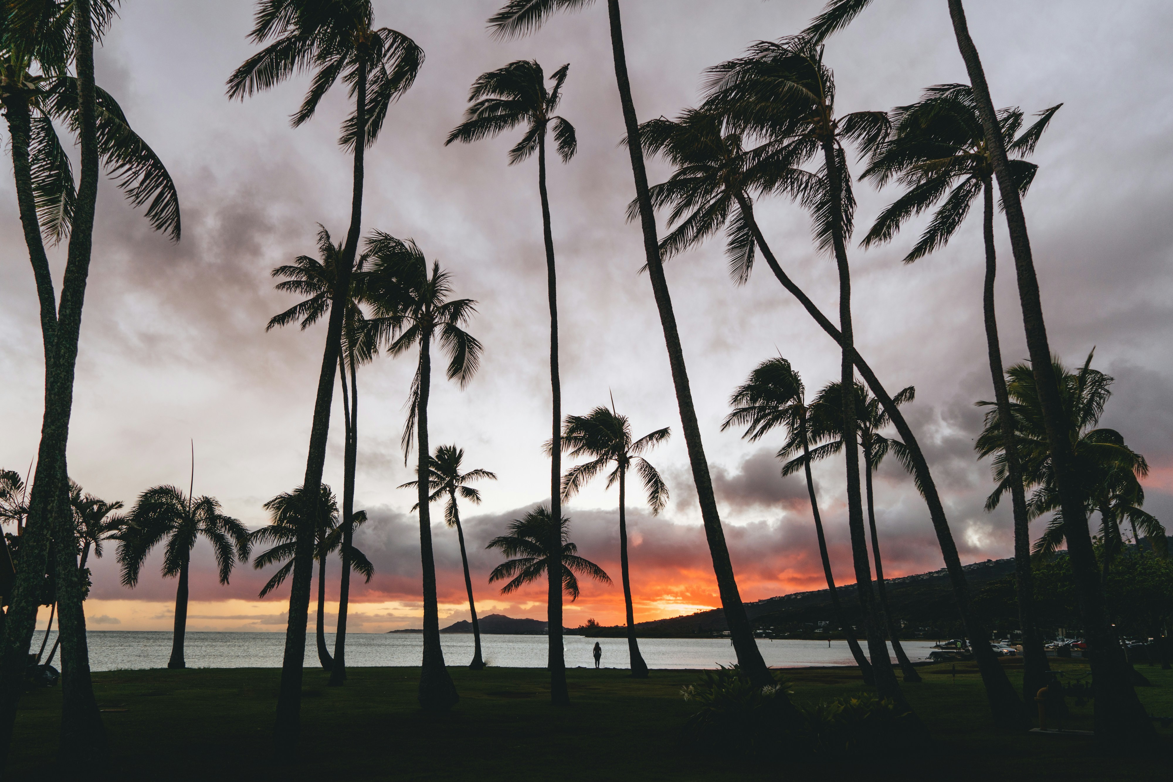 hawaii palm trees