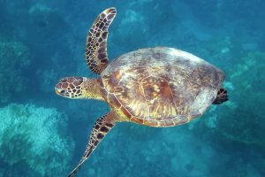 【衝撃】ウミガメの性別は○○で決まる？オスメスの見分け方と地球温暖化の深刻なリスク